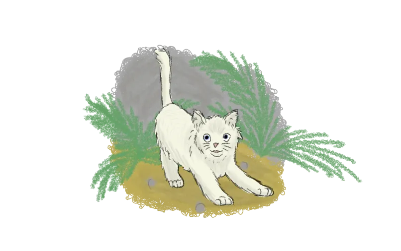 fluffy white kitten pouncing